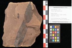 Foto (Objekt + Etikett) von Planera ungeri Ettingshausen (NHMW-GEO-2024-0188-0999)